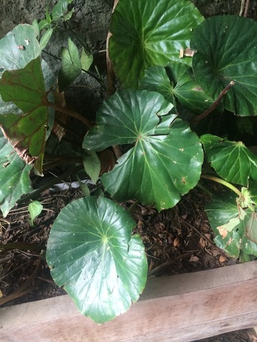 Begonia del monte (Begonia nelumbiifolia) - PictureThis