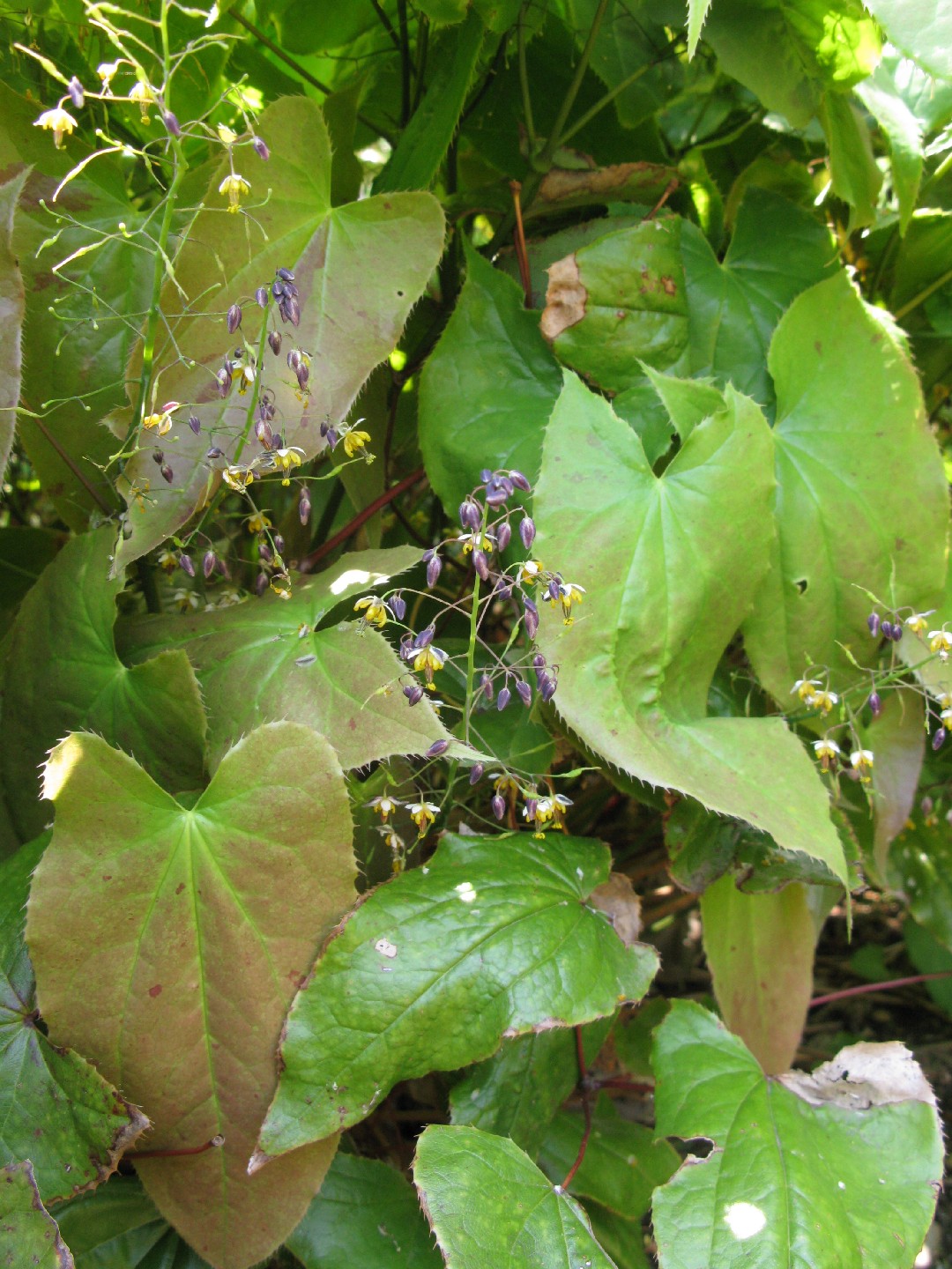 Hierba de cabra en celo (Epimedium sagittatum) - PictureThis