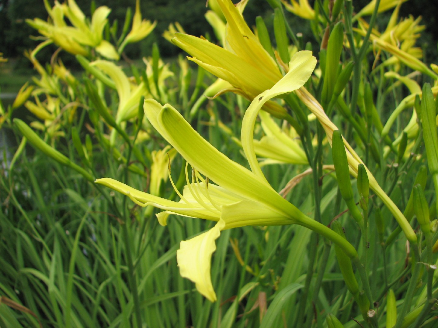 Лилeйник лимoннo-жeлтый (Hemerocallis Citrine)