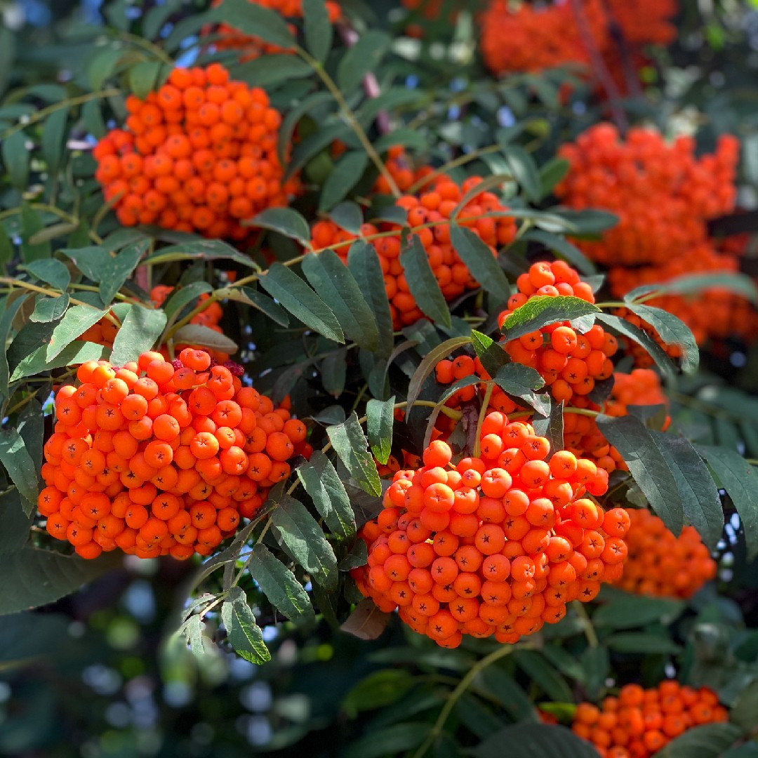 Рябина американская (Sorbus americana) - PictureThis