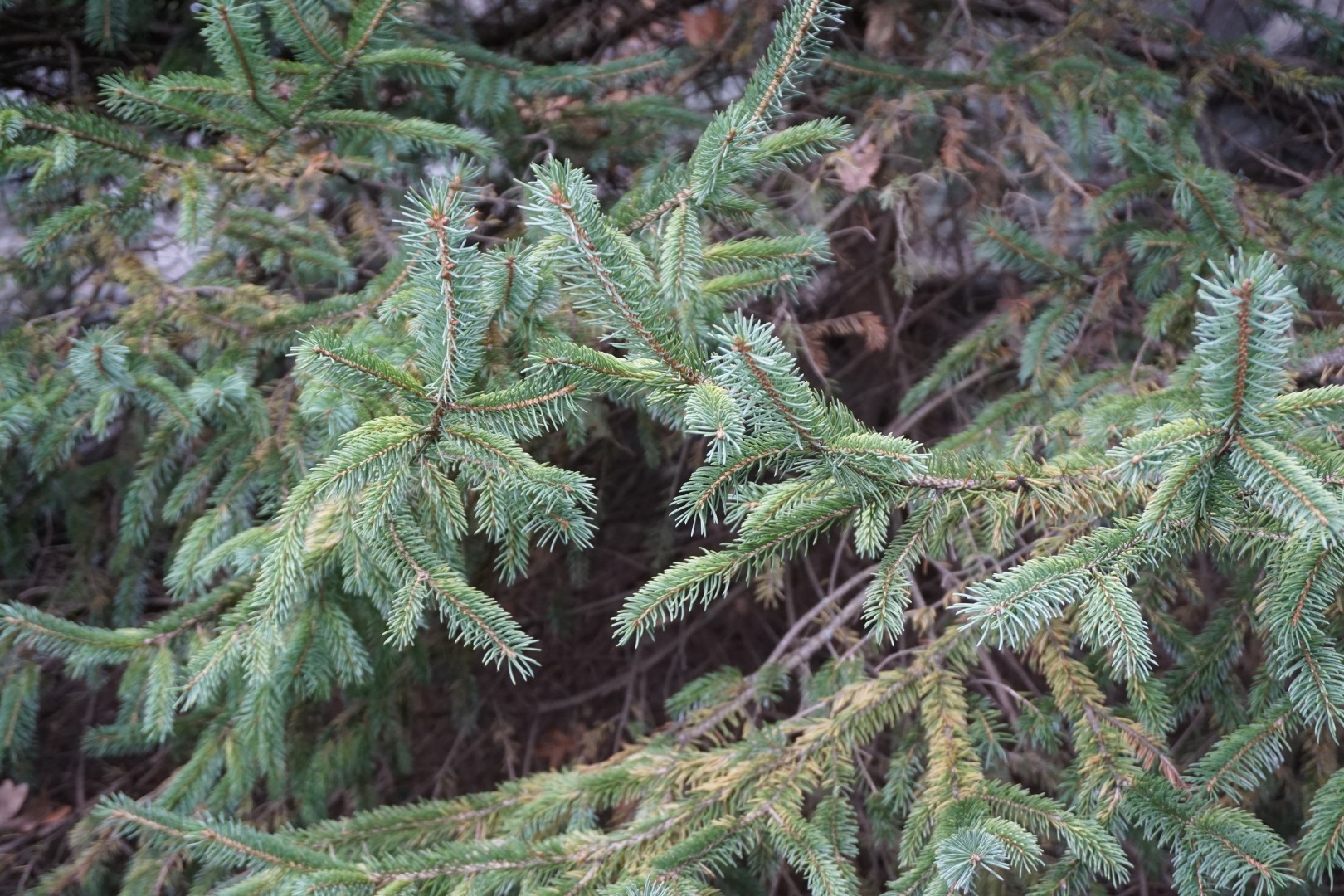 Herb dryer spruce wood