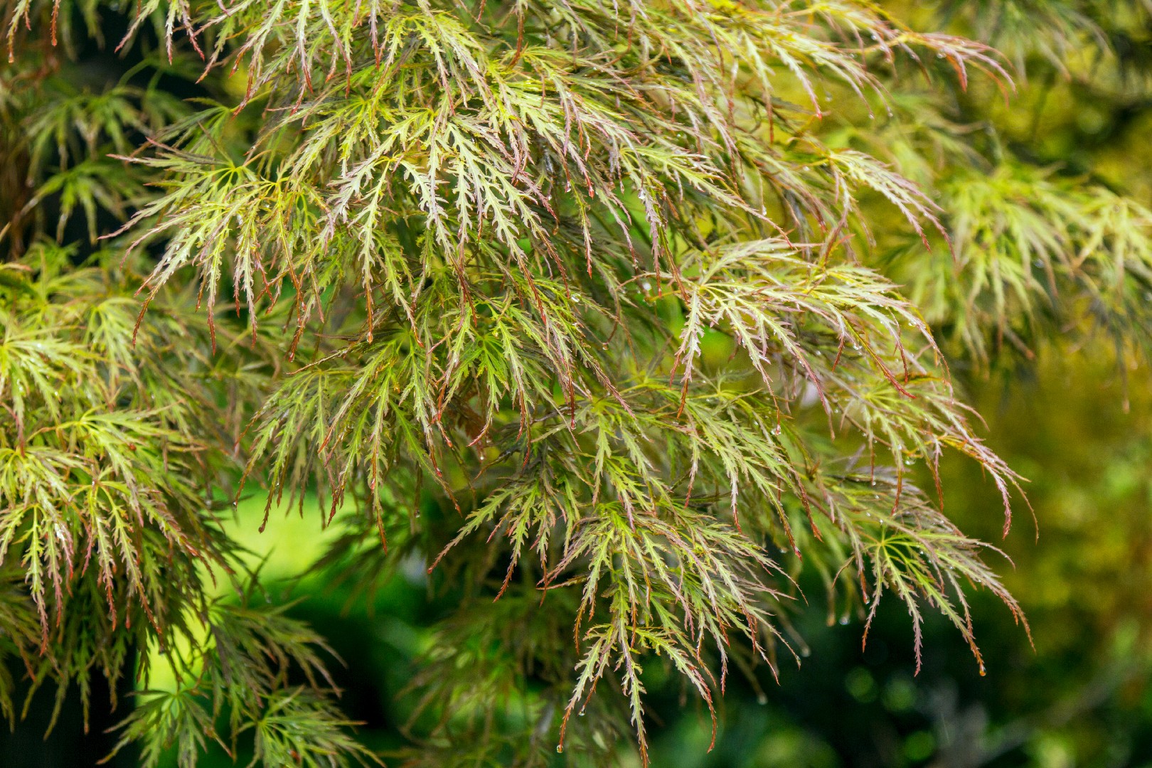 Green Lace Japanese Maple Tree