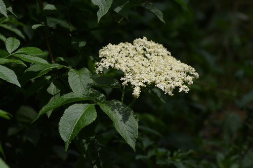 Elder Sambucus Nigra Flower Leaf Care Uses Picturethis 7512