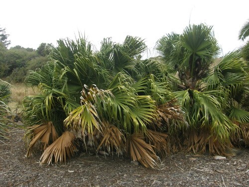 Livistona chinensis