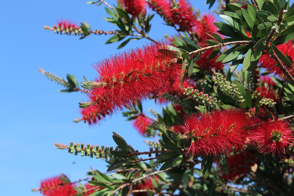 Crimson bottlebrush (Callistemon citrinus) Flower, Leaf, Care, Uses ...