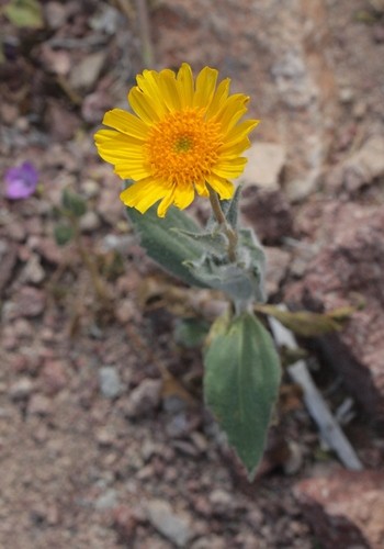 Desierto girasol (Geraea canescens) - PictureThis