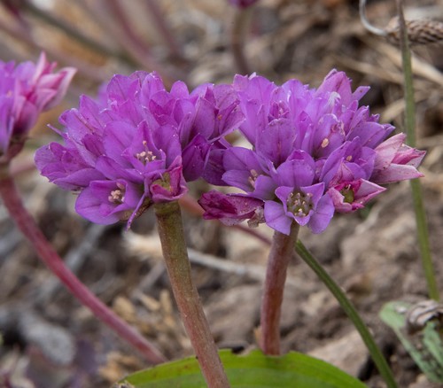 Allium сера