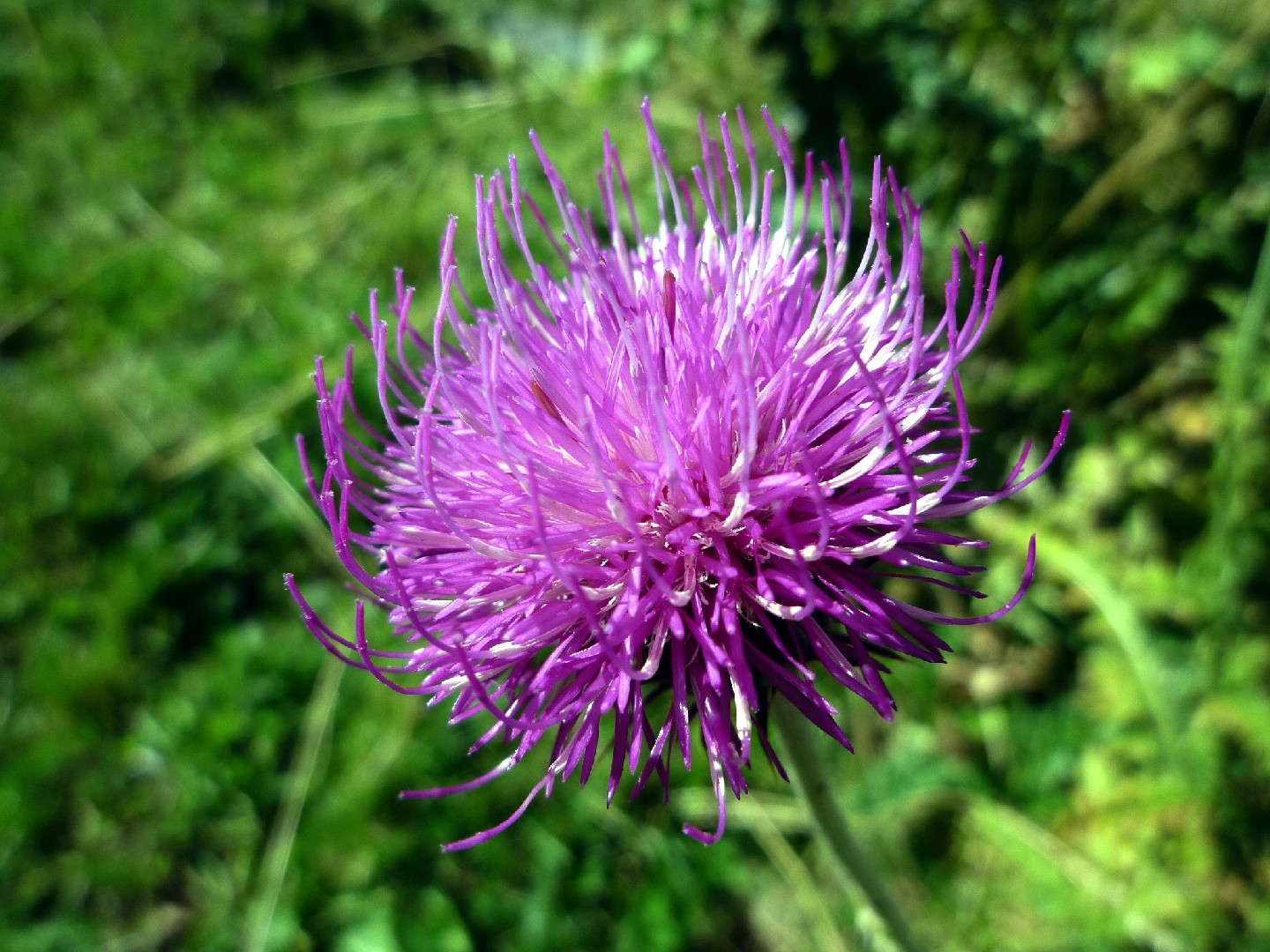 Бодяк клубневой (Cirsium tuberosum) - PictureThis