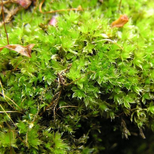 Capillary thread-moss (Rosulabryum capillare) Flower, Leaf, Care, Uses ...