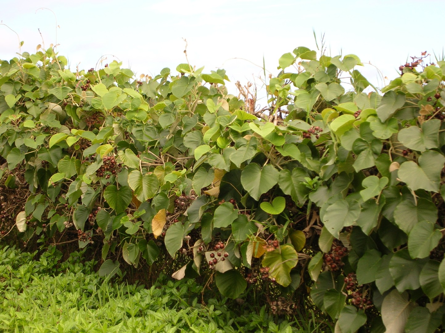 【無農薬・無消毒】ハワイアンベイビーウッドローズ（オオバアサガオ）の種 100粒ハワイアンベイビーウッドローズ