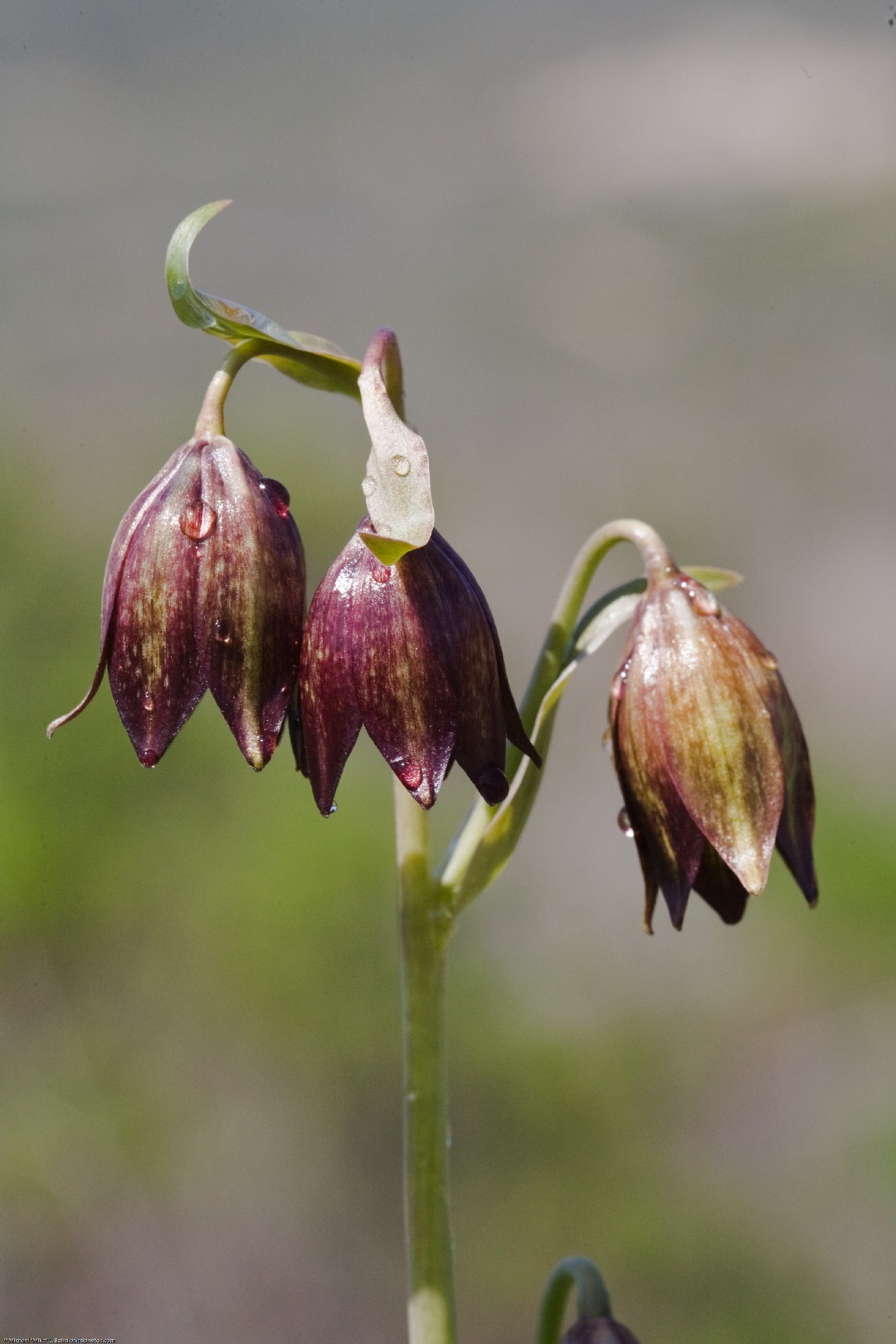 フリチラリア ビフローラ Fritillaria Biflora 花言葉 毒性 よくある質問 Picturethis