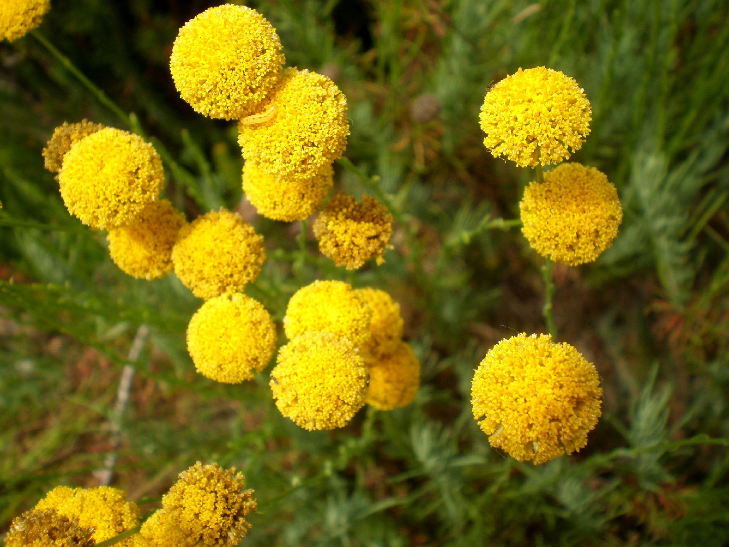 Santolina rosmarinifolia