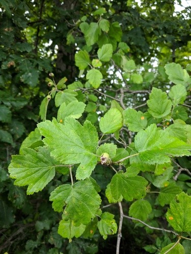 downy hawthorn leaf