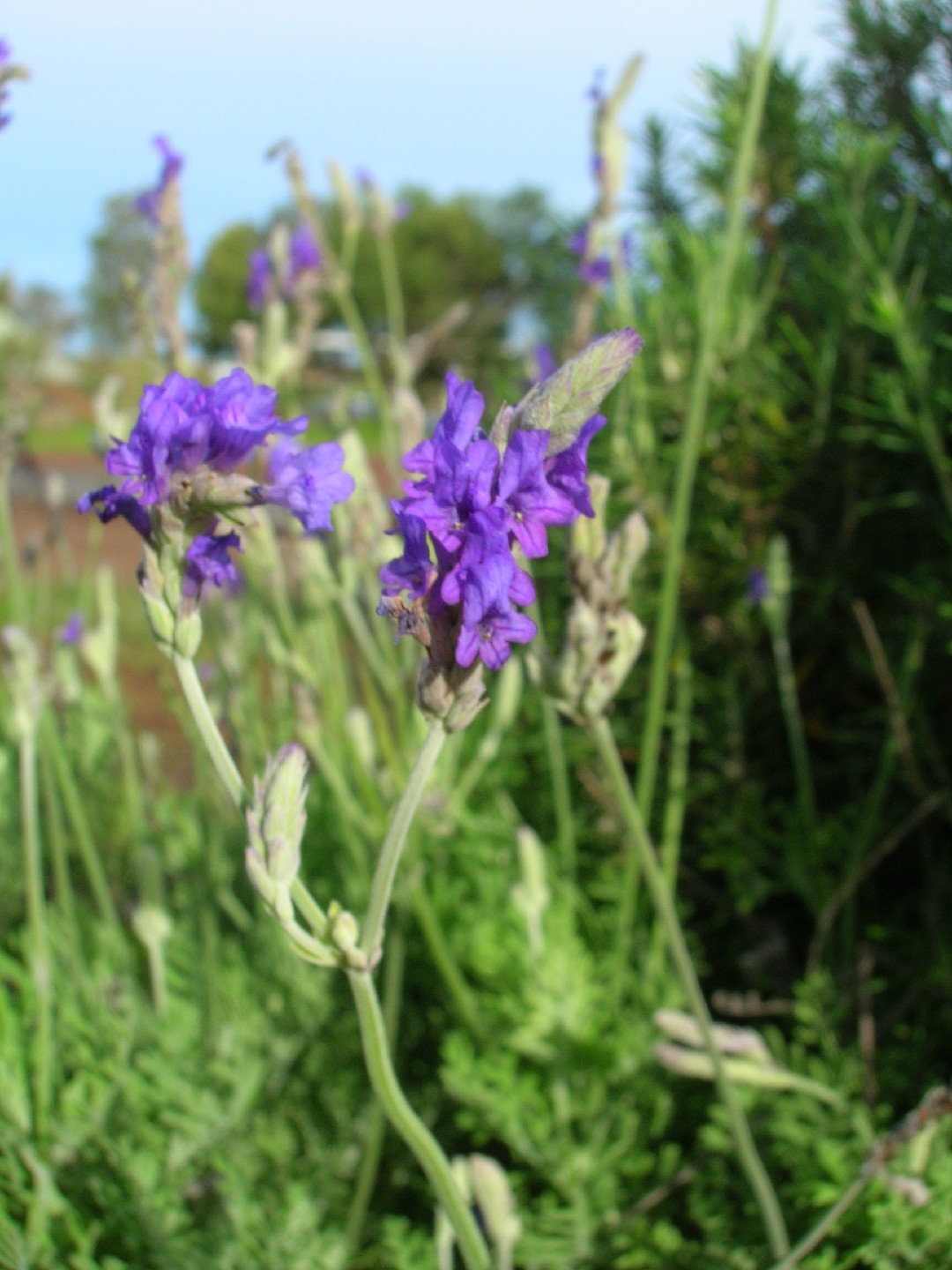 Lavender (Lavandula) Flower, Leaf, Care, Uses - PictureThis