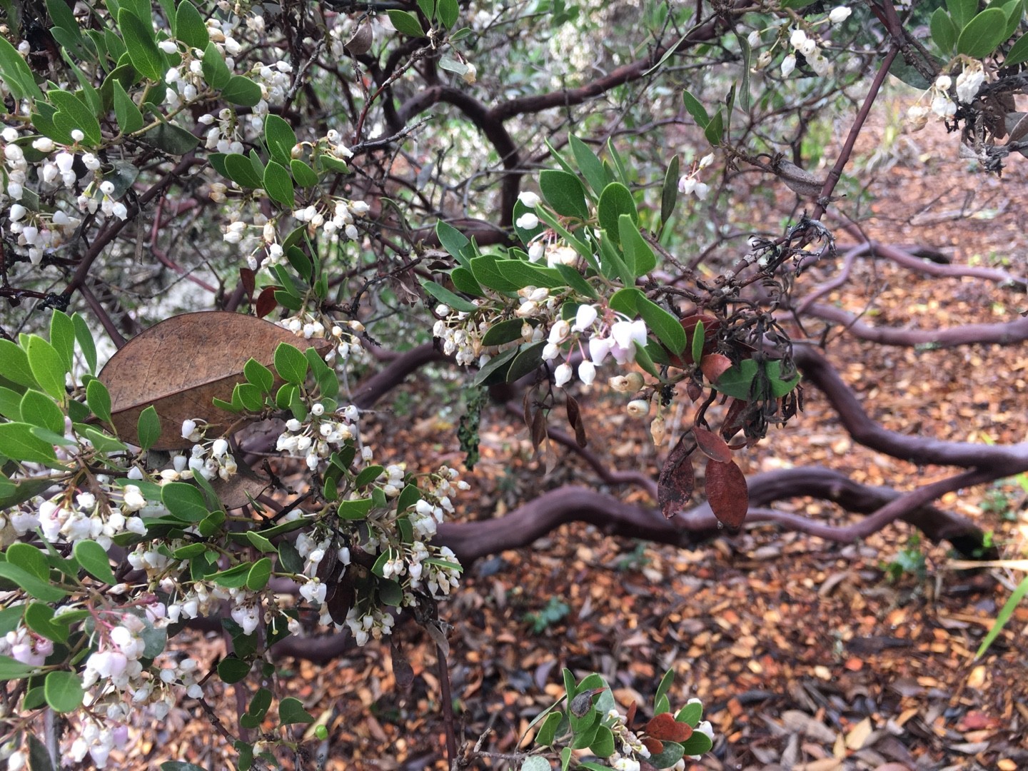 Arctostaphylos manzanita - PictureThis