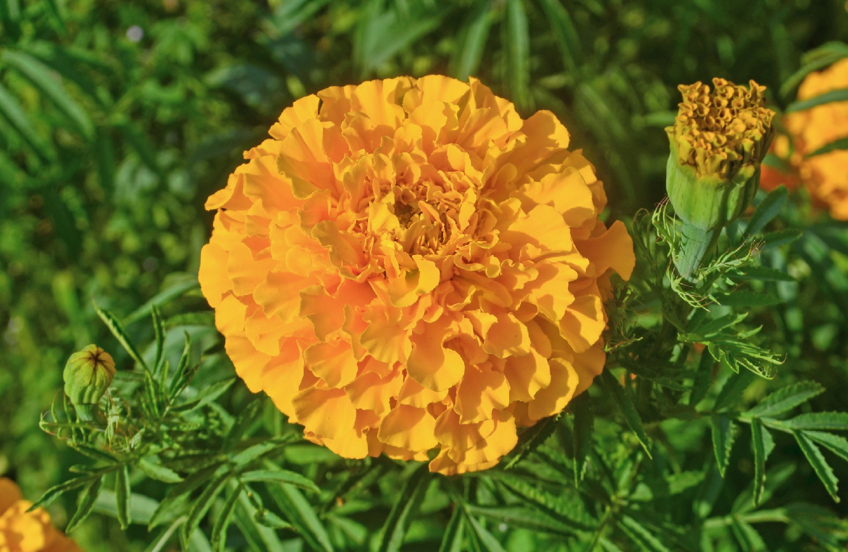 Marigolds (Tagetes) Flower, Leaf, Care, Uses - PictureThis