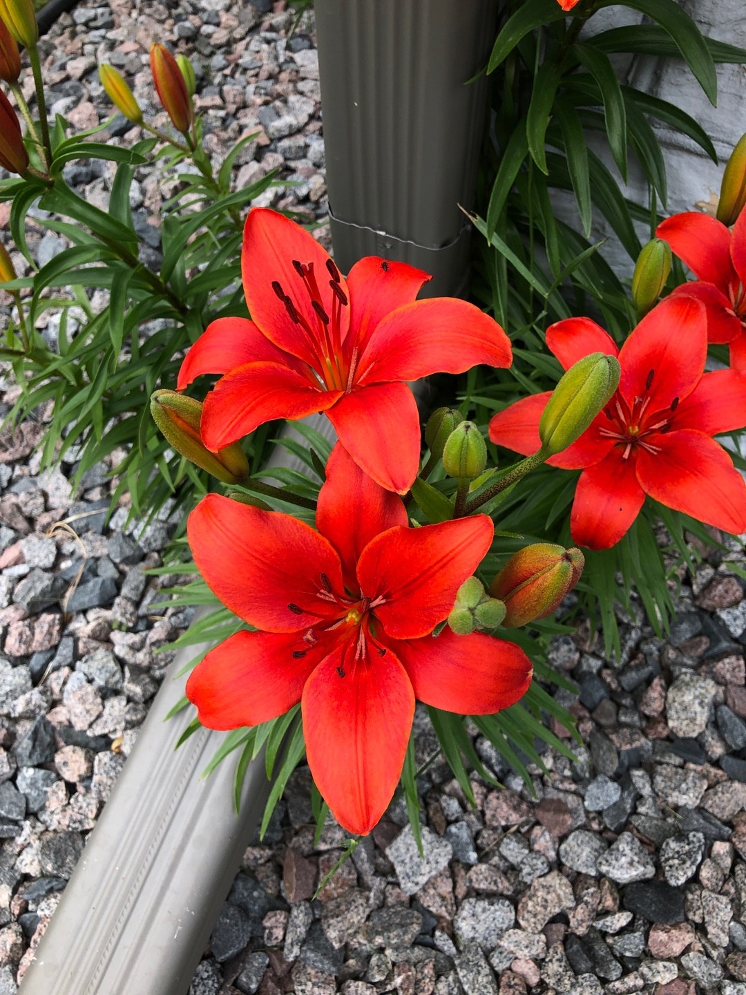 Lilium asiatic 'Crimson Pixie' Cuidados (Plantando, Fertilizantes,  Enfermedades) - PictureThis