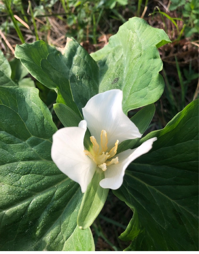 Trillium albidum уход (почву, удобрение, обрезка) - PictureThis