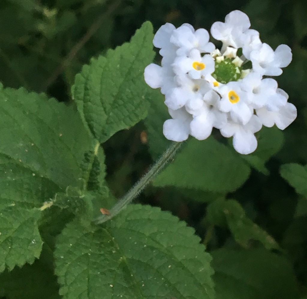 Lantana trifolia