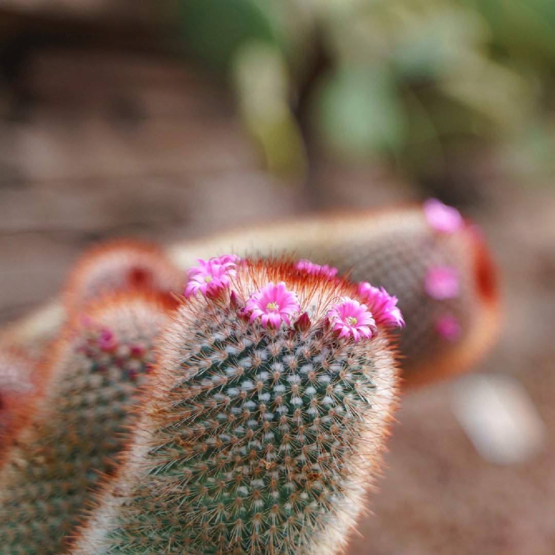 Маммиллярия колючейшая (Mammillaria spinosissima) - PictureThis