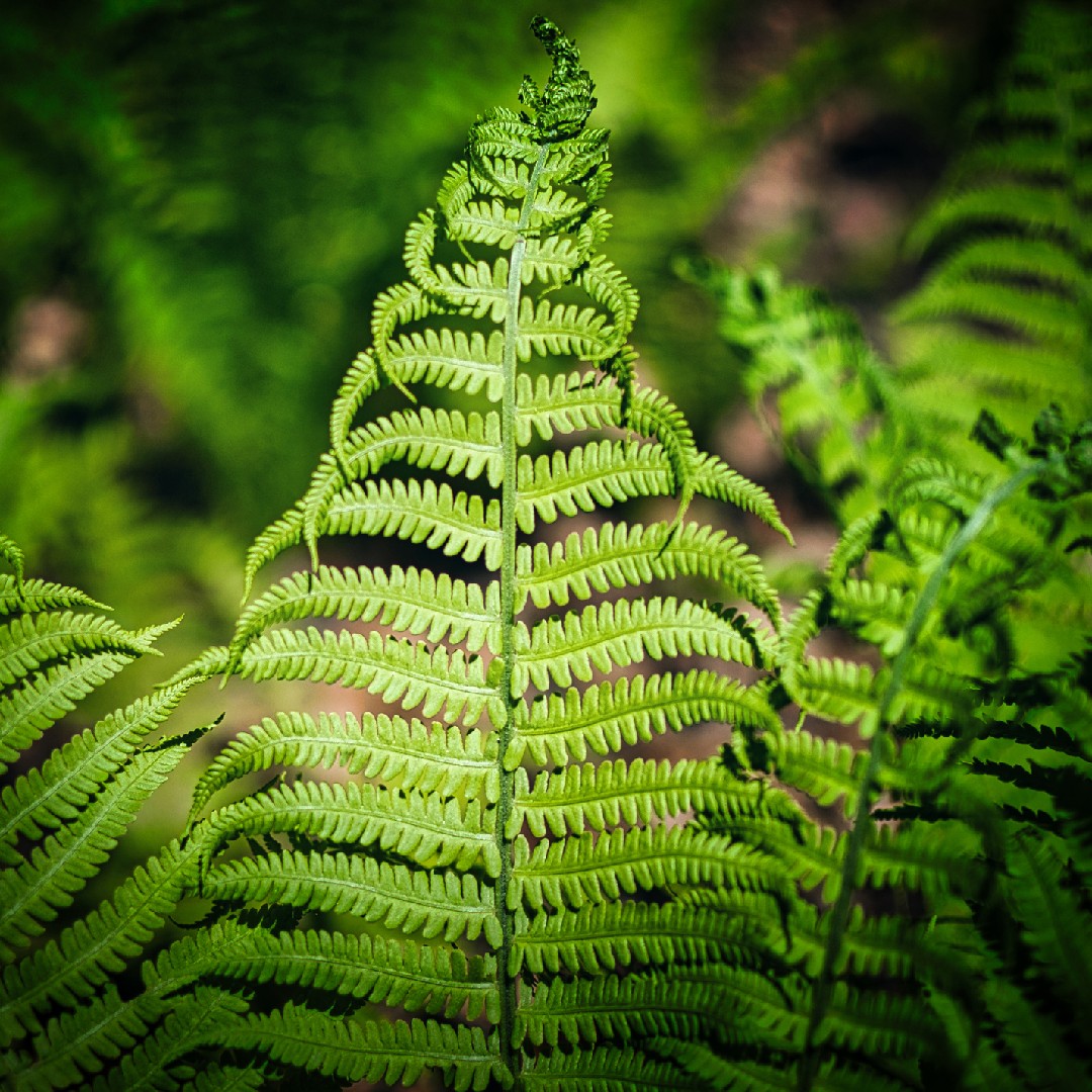 what-is-the-optimal-temperature-for-new-york-fern-range-effects