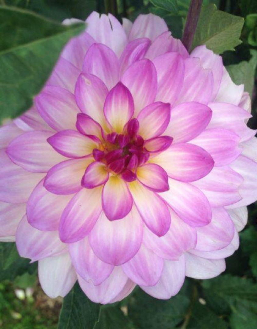 Dahlia Lauren Michele Care Watering Fertilize Pruning Propagation PictureThis