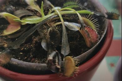 Venus Flytrap Marina обложка