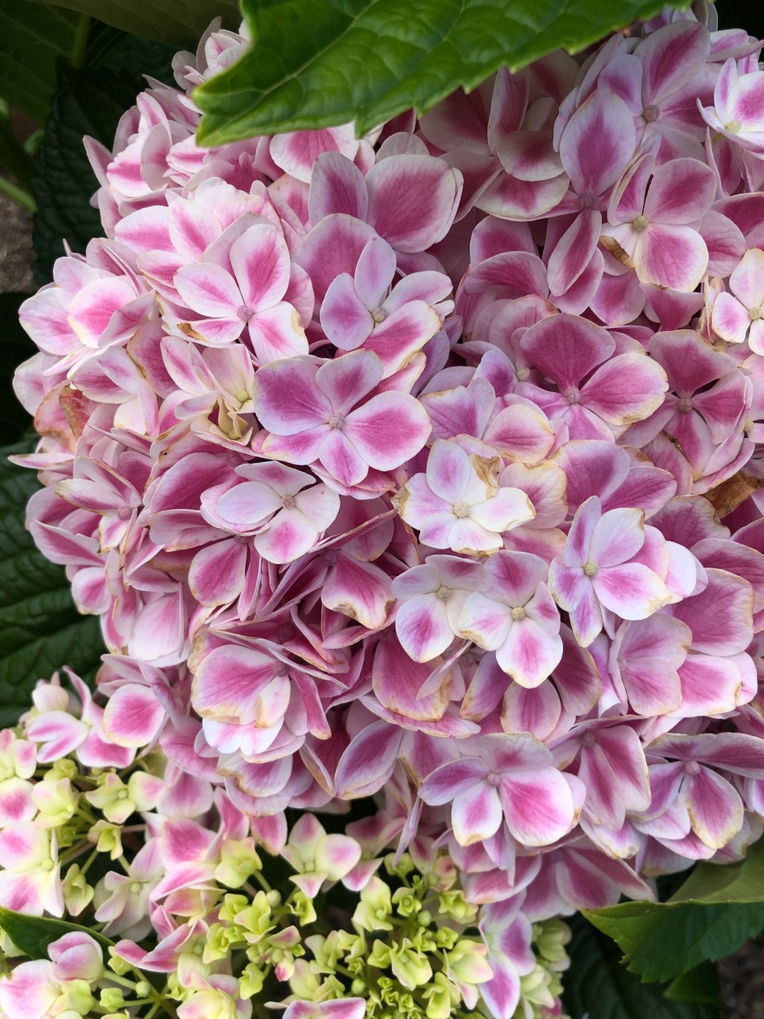 Image of Peppermint hydrangea bush in full bloom