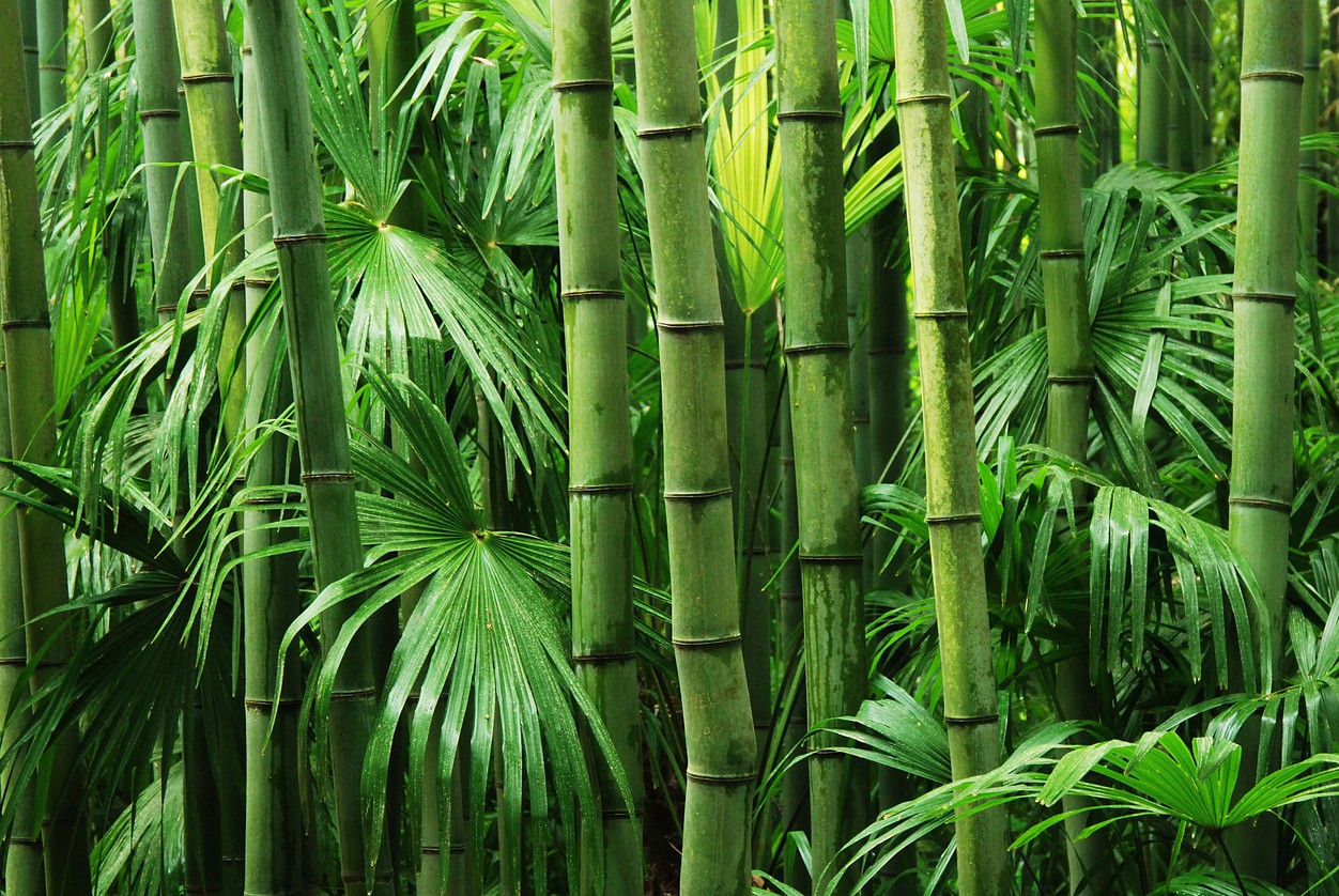 簕竹屬 (Bambusa)