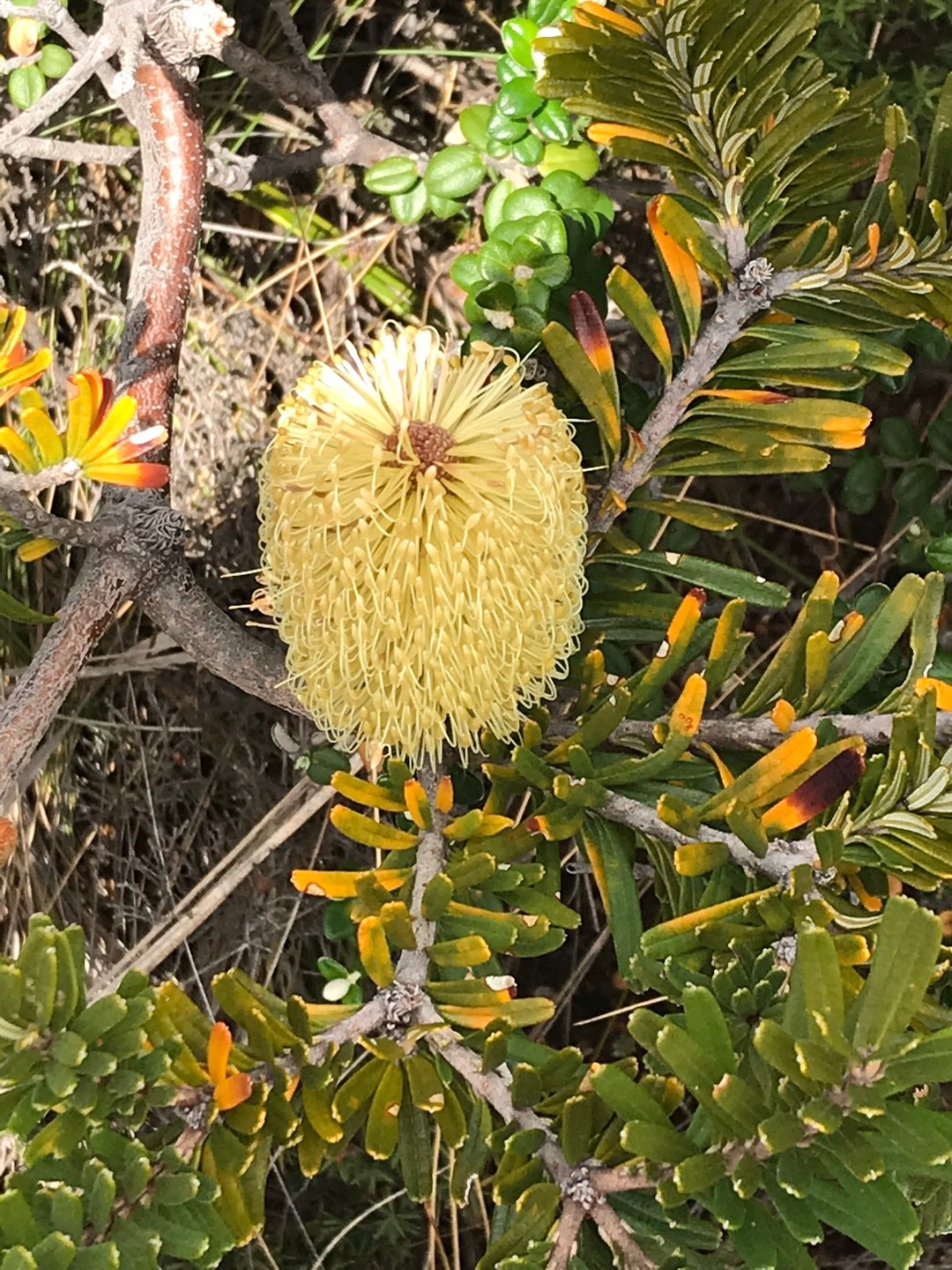 シルバー・バンクシア (Banksia marginata) 花言葉，毒性，よく