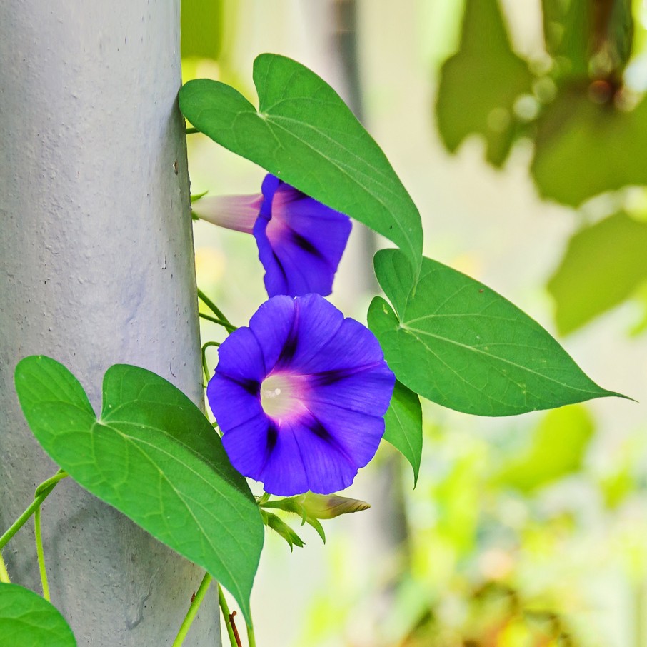 Ipomoea purpurea (Morning glory), pink flower and bud with twisted