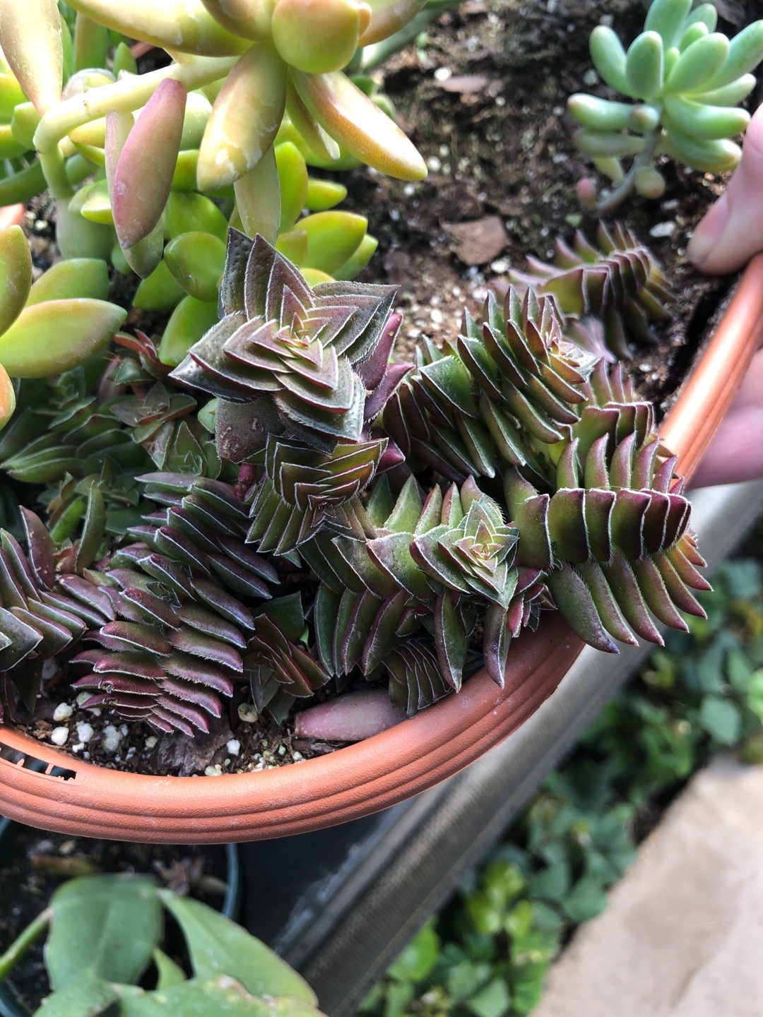 Толстянка зонтичная Crassula Umbella