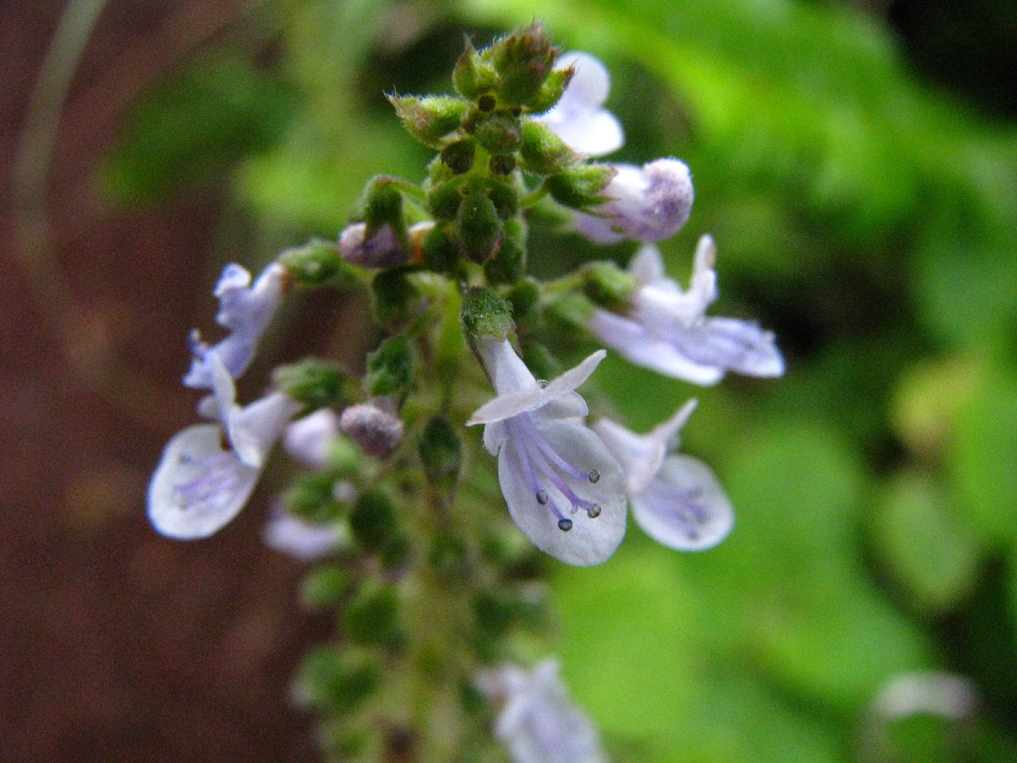 shop-now-discover-your-favorite-brand-plectranthus-parviflorus-blue