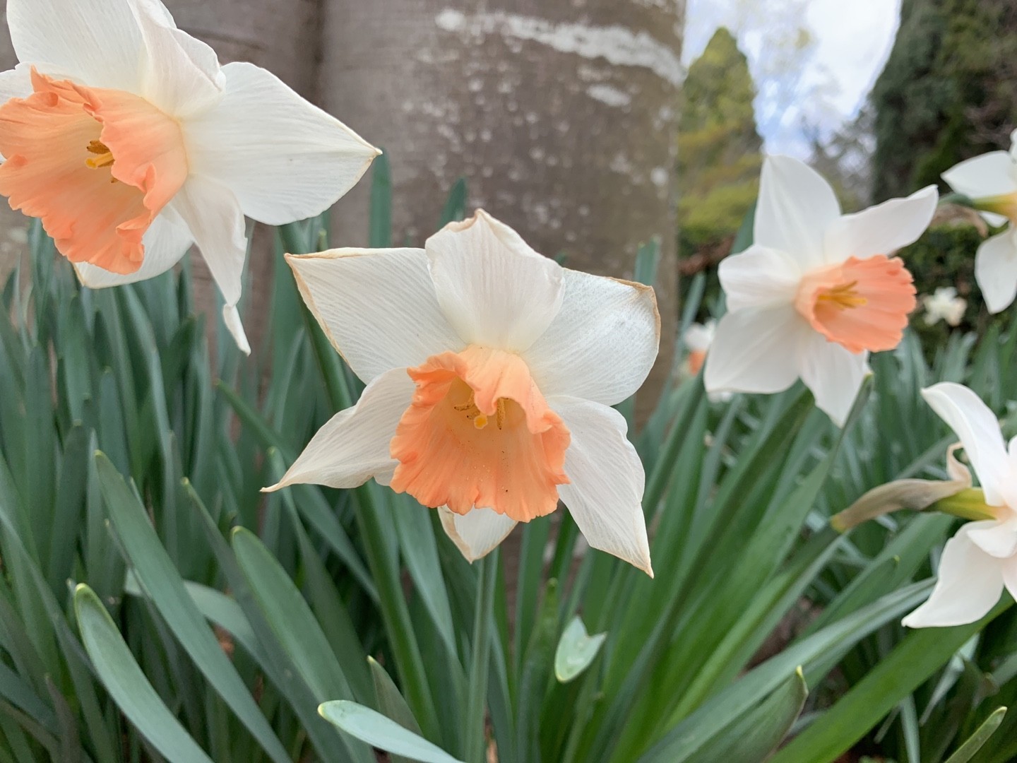 Daffodil, Priors