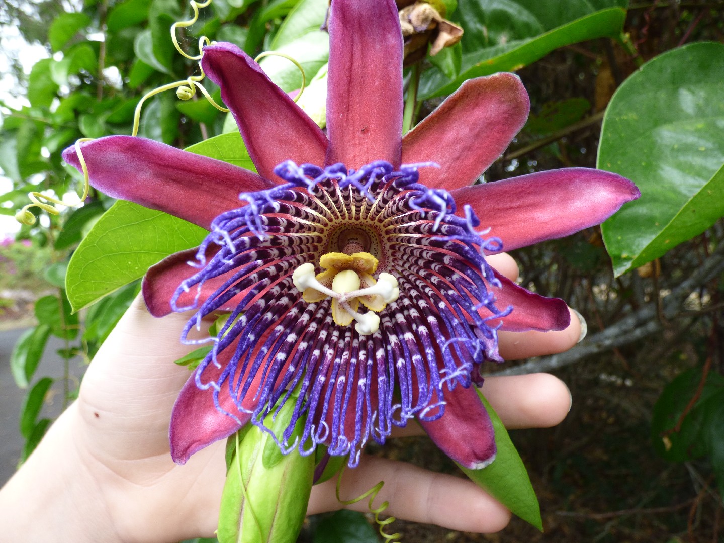 Страстоцвет четырёхгранный (Passiflora quadrangularis) - PictureThis