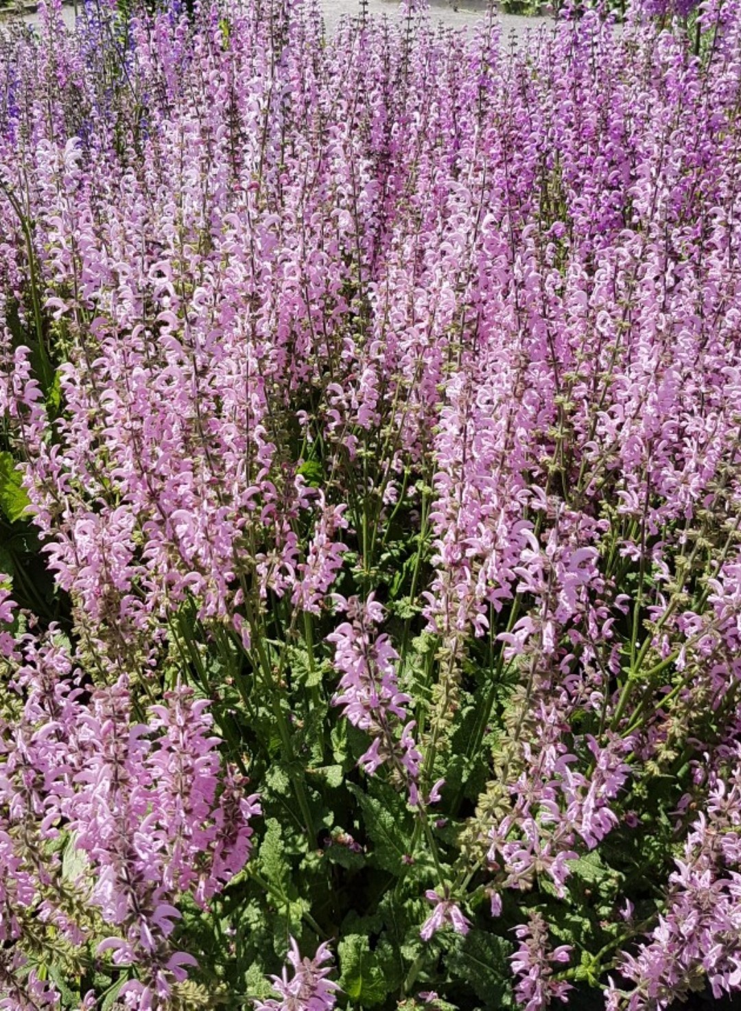 Шалфей Salvia nemorosa Night field