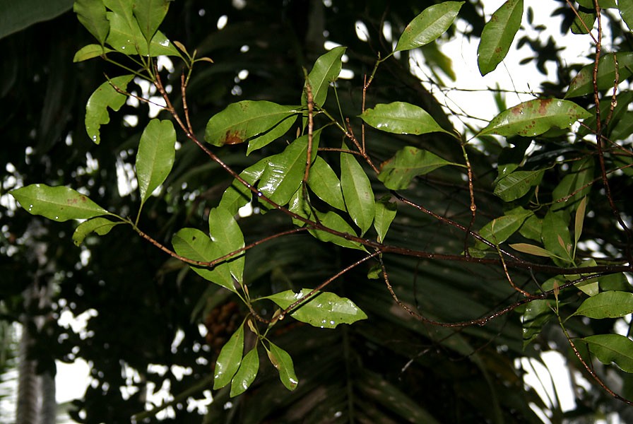 Graines de Myristica fragrans - Muscadier - Boutique Végétale