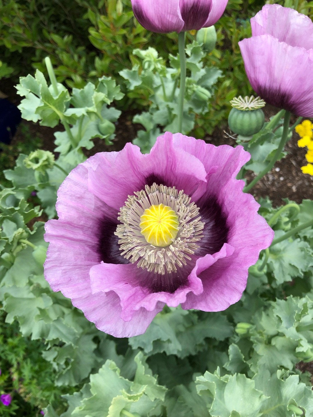 Hungarian Blue Breadseed Poppy Seeds