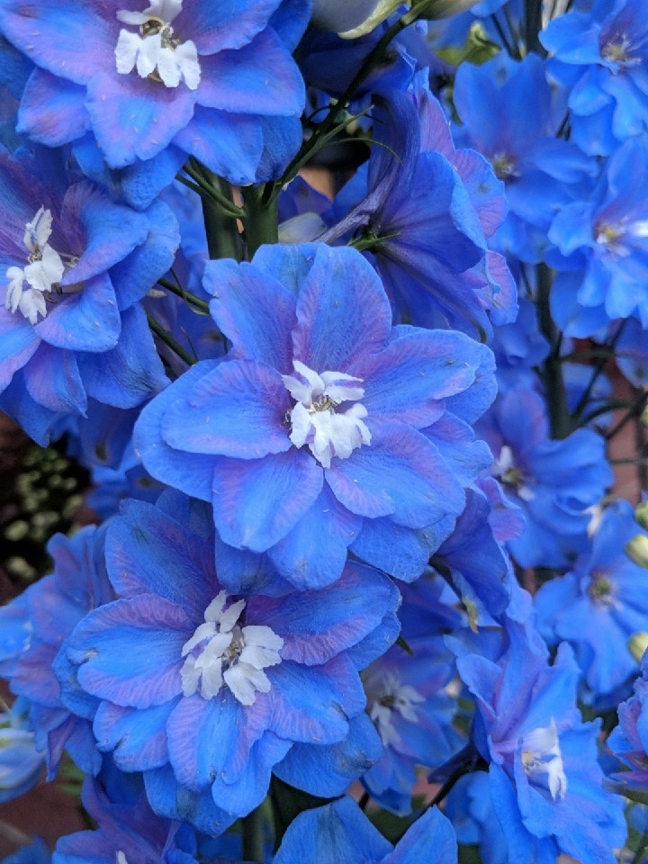 ️️ ¿cómo Se Poda Mi Delphinium Elatum 'sunny Skies'?