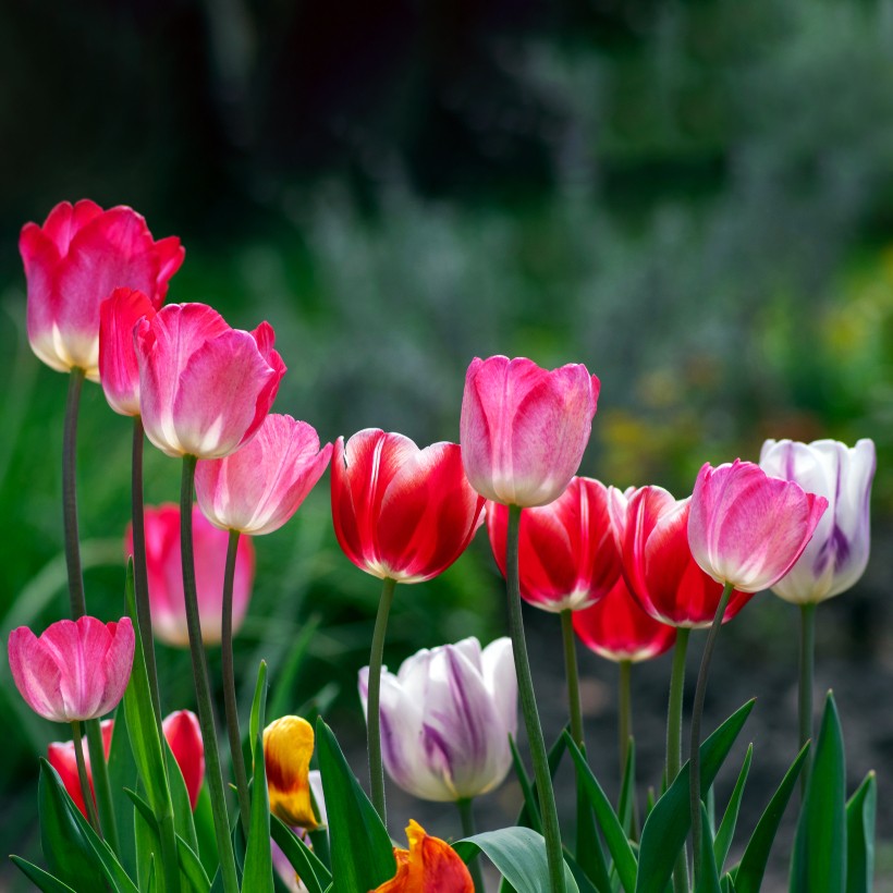 Precious petals tulip sleeve top
