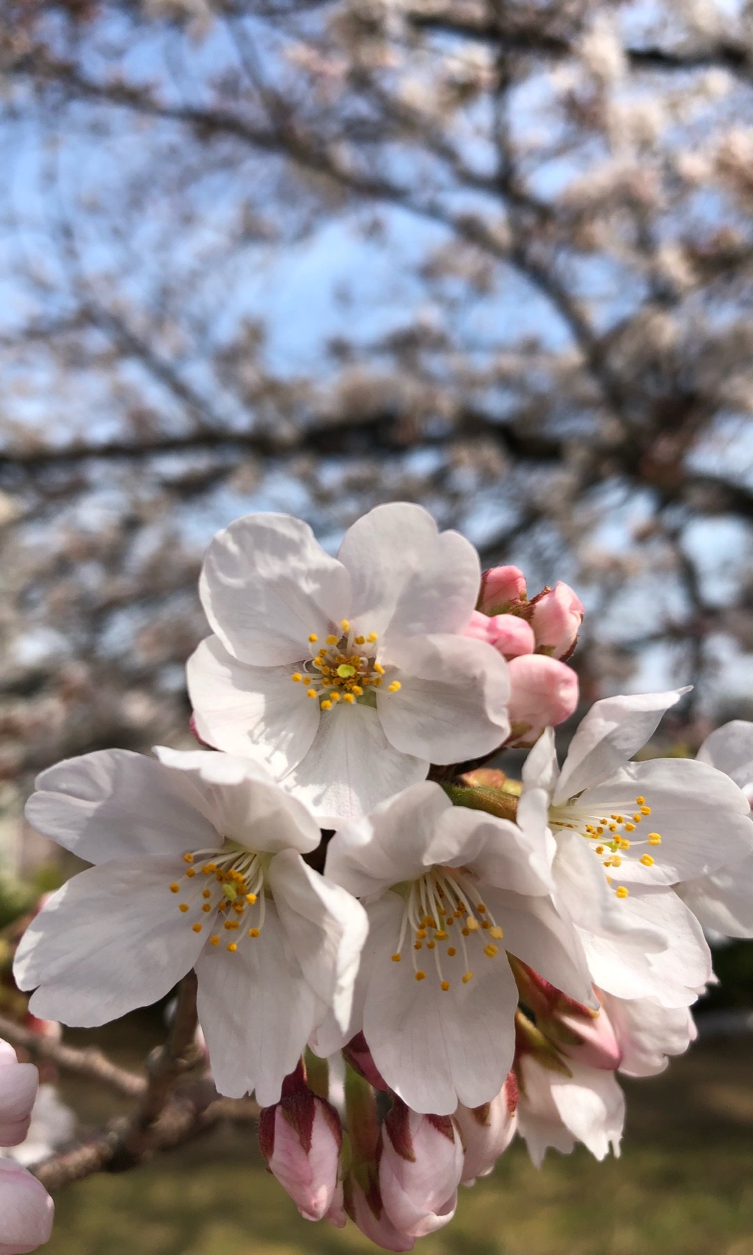 Na floresta sob a queda das flores de cerejeira