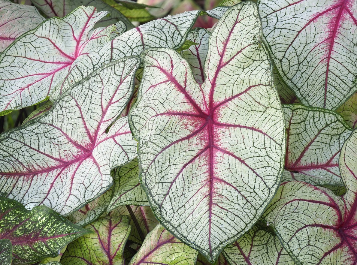 Caladium White Queen уход (почву, удобрение, обрезка) - PictureThis