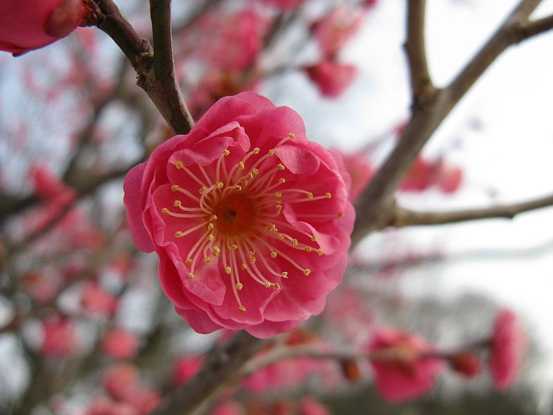 Alcools aux Fruits d'Abricotier (Prunus Mume) - Ô Marché d'Asie