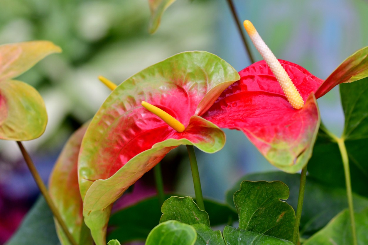 Антуриум tropic. Антуриум Тропик. Anthurium andraeanum 'Sweet Dream'.