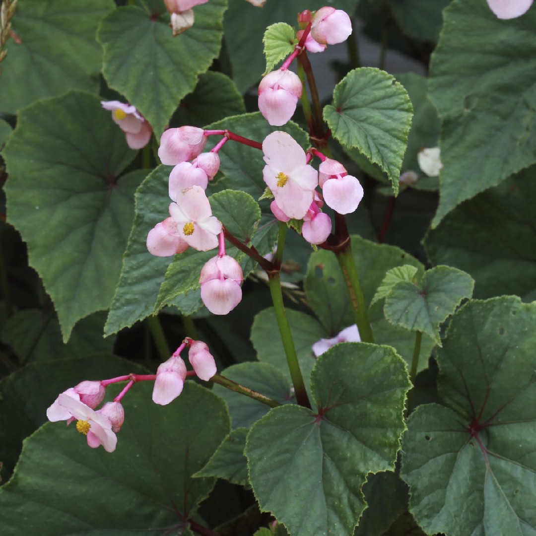 Hardy begonia (Begonia grandis) Flower, Leaf, Care, Uses - PictureThis