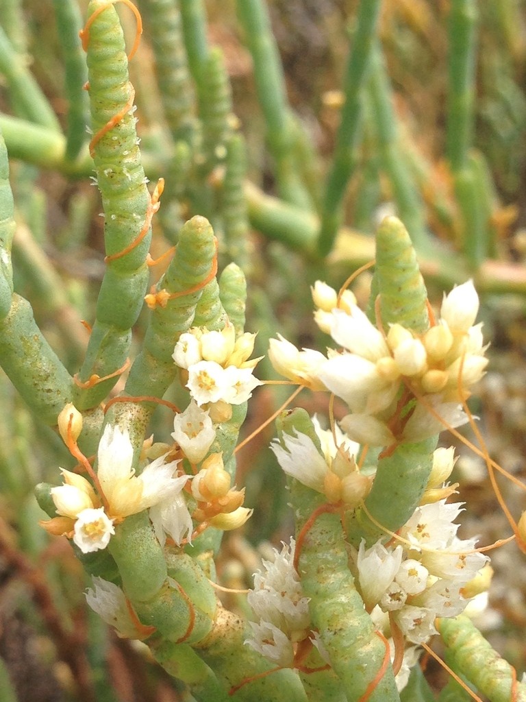 Zeekraal (Salicornia)