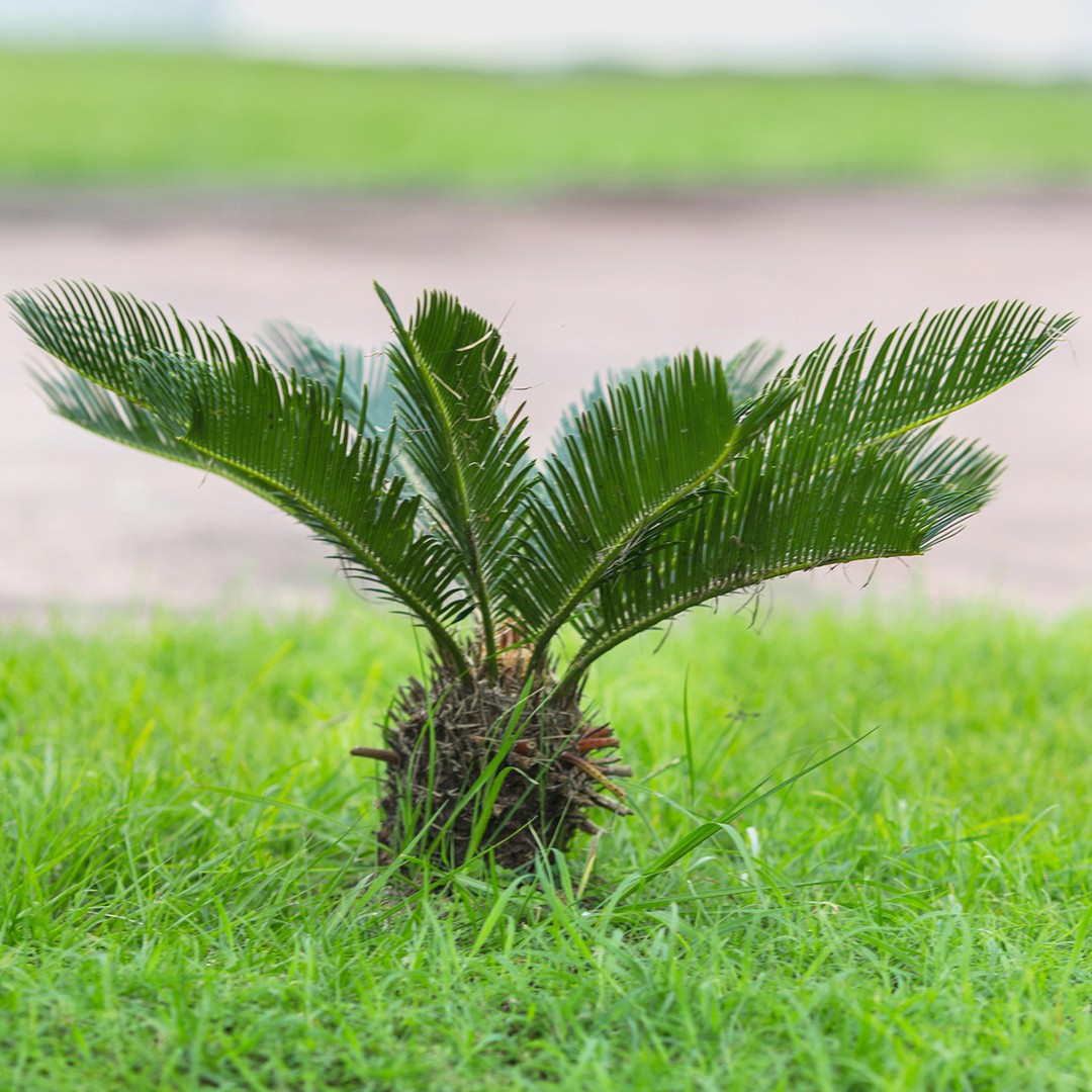 Did You Know About The Fast Grower King Palm Tree? - iScape