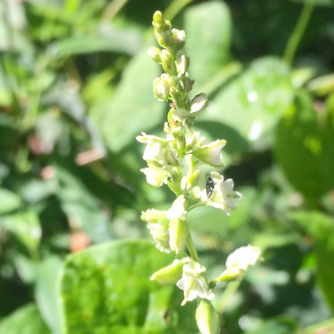 Fallopia scandens - PictureThis