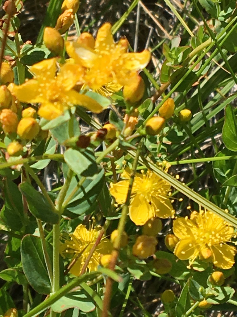 🌿 ¿Cómo trasplantar Hypericum scouleri? (Época ideal, métodos y ...