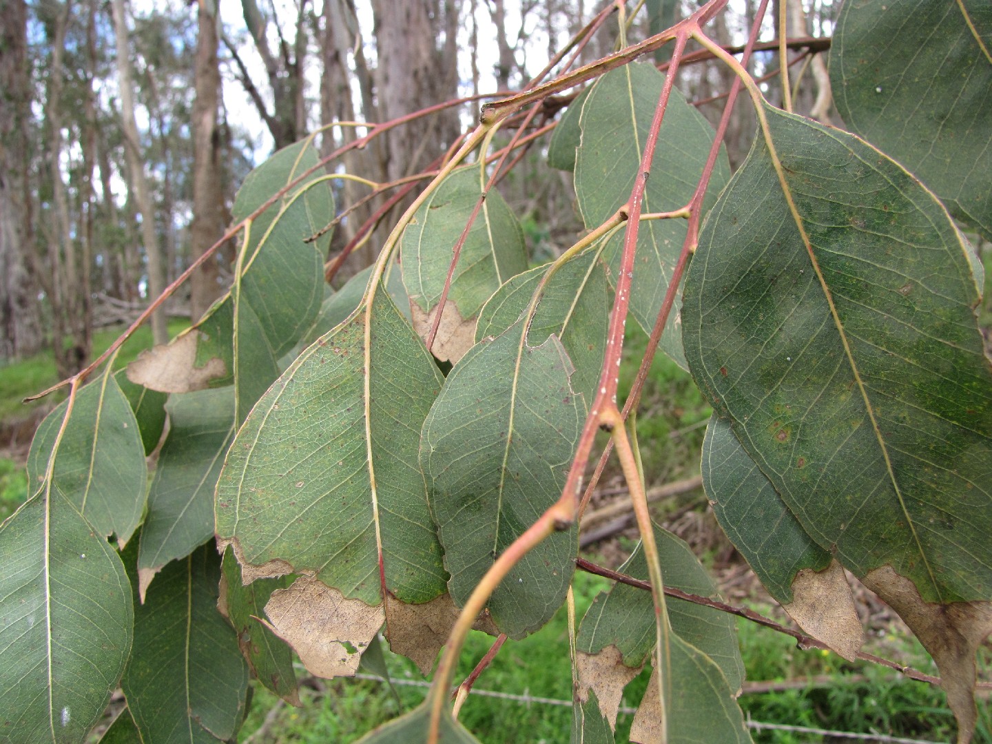 Eucalipto con Corna Lisce e Affusolate (Eucalyptus tereticornis) -  PictureThis